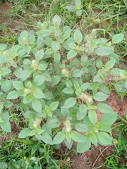 Ocimum americanum