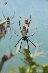 Trichonephila inaurata madagascariensis