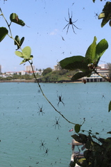 Trichonephila inaurata madagascariensis