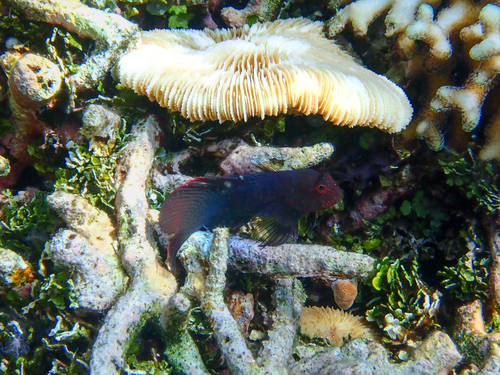 Springers slijmvis (Cirripectes springeri) — Blenniidae — 3