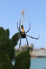 Trichonephila inaurata madagascariensis