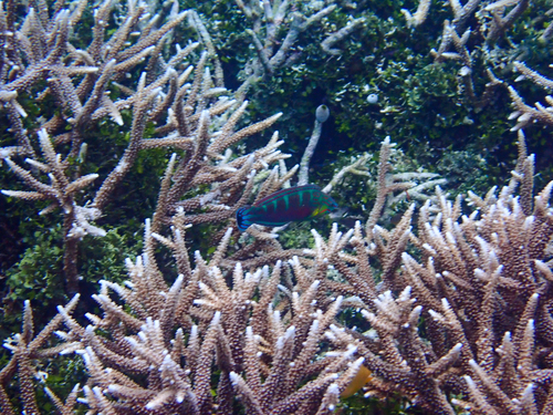 Halichoeres melanurus