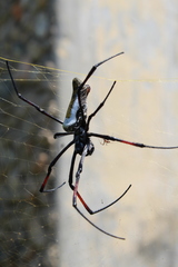 Trichonephila inaurata madagascariensis