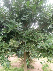 Blighia sapida