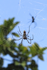 Trichonephila inaurata madagascariensis