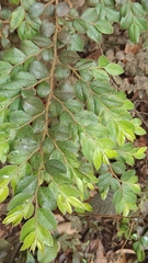 (c) Rohit Naniwadekar, some rights reserved (CC BY) Diospyros buxifolia, photograph (c) Rohit Naniwadekar, some rights reserved (CC BY)