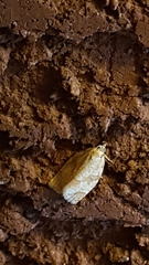 Adoxophyes negundana