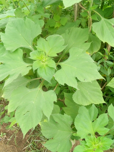 Tithonia diversifolia image