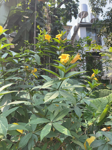 Foto de Allamanda-anã