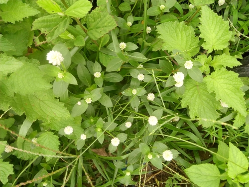 Gomphrena image