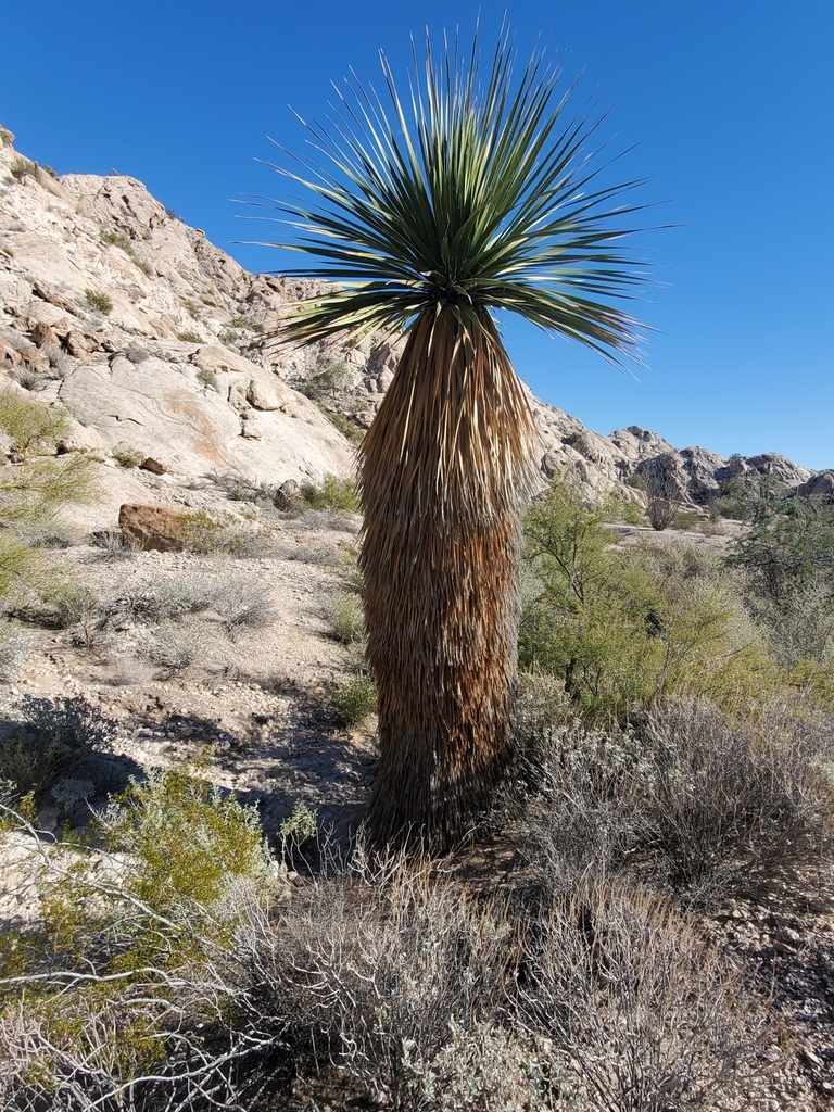 Nolina bigelovii, Yuma County, AZ, USA
