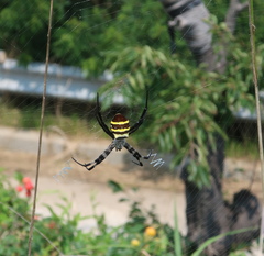 Argiope amoena