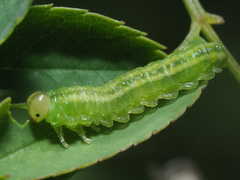 Arge nigripes