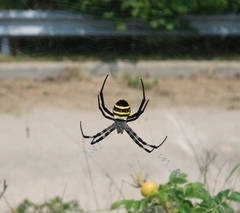 Argiope amoena