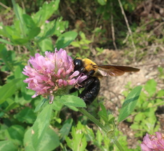 Xylocopa appendiculata