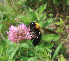 Xylocopa appendiculata