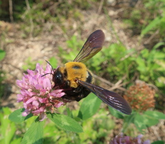 Xylocopa appendiculata