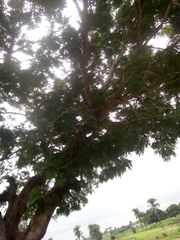 Parkia biglobosa