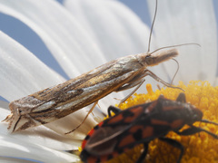 Crambus pratella