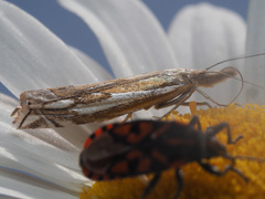 Crambus pratella
