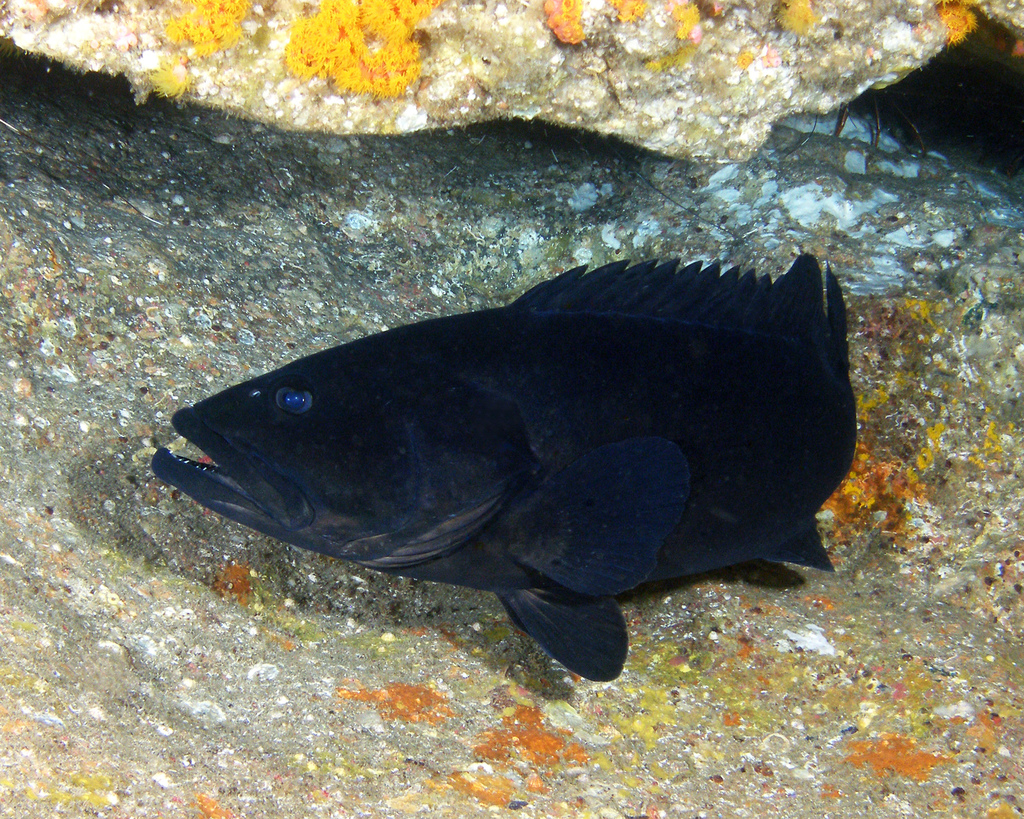 Black cod (Epinephelus daemelii) — Serranidae