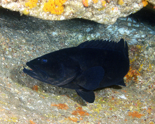 Black cod