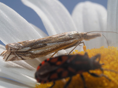 Crambus pratella
