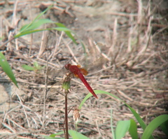 Crocothemis servilia mariannae