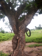 Parkia biglobosa