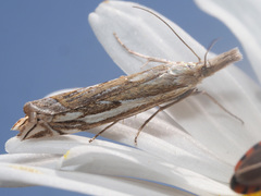 Crambus pratella