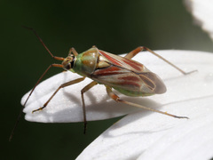 Calocoris roseomaculatus