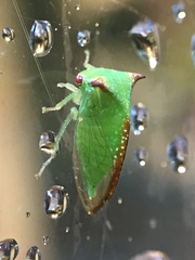 Stictocephala militaris