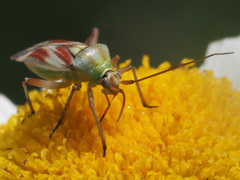 Calocoris roseomaculatus