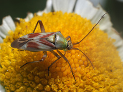 Calocoris roseomaculatus