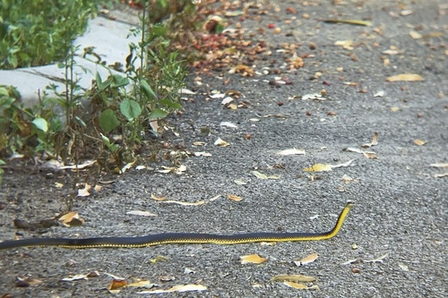 Common Tree Snake sighting