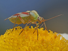 Calocoris roseomaculatus