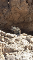 Atlantoxerus getulus