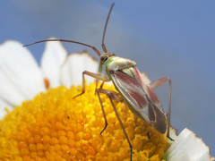 Calocoris roseomaculatus