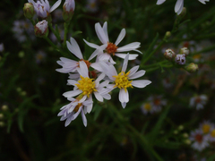 Tripolium pannonicum