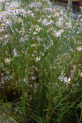 Tripolium pannonicum