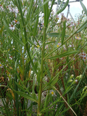 Tripolium pannonicum