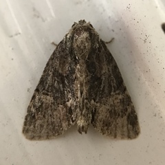 Phosphila turbulenta