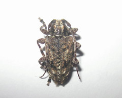 Aegomorphus corticarius