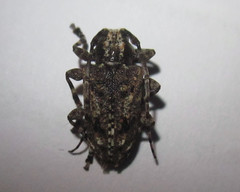 Aegomorphus corticarius