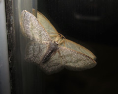 Chloropteryx opalaria
