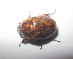Cyclocephala fulgurata