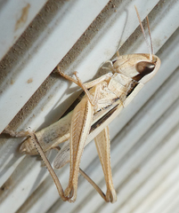 Euchorthippus elegantulus