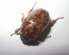 Cyclocephala fulgurata