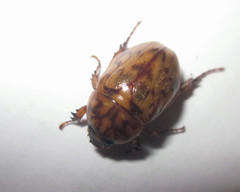 Cyclocephala fulgurata
