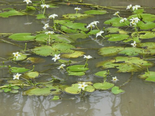 Image of Nymphoides humboldtiana by (c) Eduardo Luis Beltrocco, some rights reserved (CC BY)